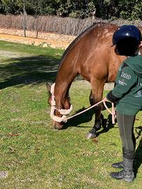 Super Pony sella Francese
