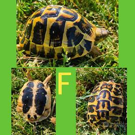 Tartaruga di terra Pugliese