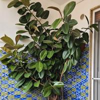 Pianta Ficus Elastica di 20 anni