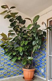 Pianta Ficus Elastica di 20 anni