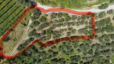 Lotti minori o terreno con 50 olivi