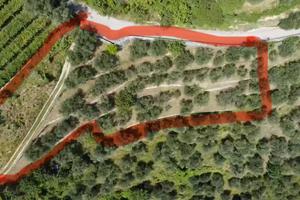 Lotti minori o terreno con 50 olivi