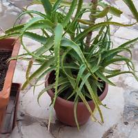 Pianta di aloe 