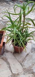 Pianta di aloe 