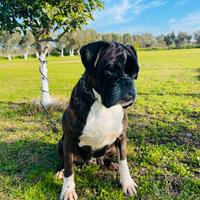 Boxer