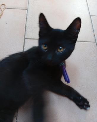 gattini  pronti subito 