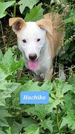 Cuccioli femmina e maschio