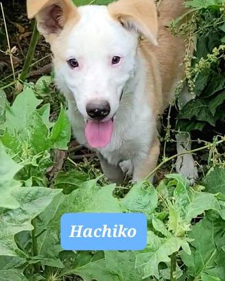 Cuccioli femmina e maschio