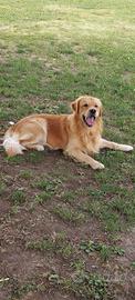 Golden retriever per accoppiamento