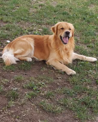 Golden retriever per accoppiamento