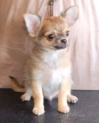 Cucciolo chihuahua con pedigree