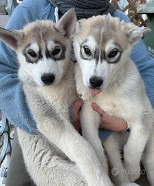 Cuccioli di Siberian Husky