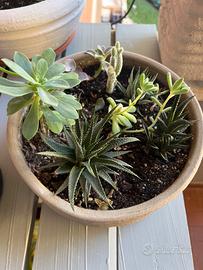 Composizione di cactus in ciotola