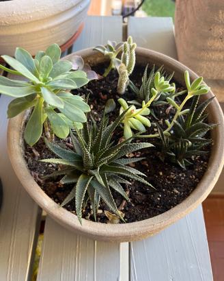 Composizione di cactus in ciotola