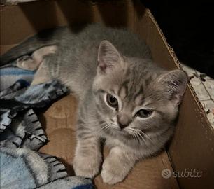 Gatti Scottish fold