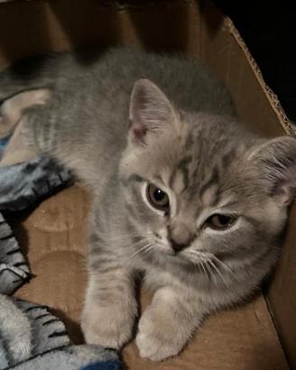 Gatti Scottish fold