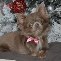 Cleopatra Chihuahua femmina Lilac di 3 anni