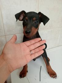 Cucciolo di zwergpinscher