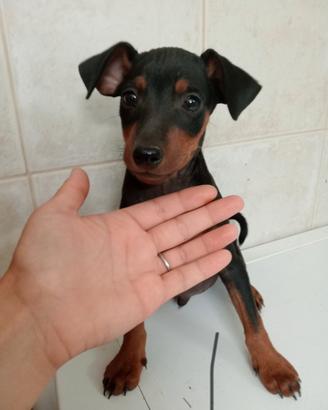 Cucciolo di zwergpinscher