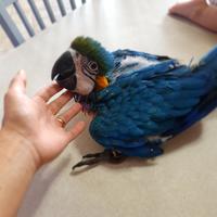 Pappagallo cenerino ara ararauna