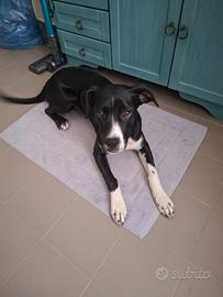Cucciolo ammstaff/pitbull