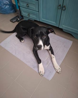 Cucciolo ammstaff/pitbull