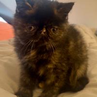 Gatto Persiano British FEMMINA