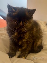 Gatto Persiano British FEMMINA