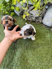 Yorkshire Toy cuccioli