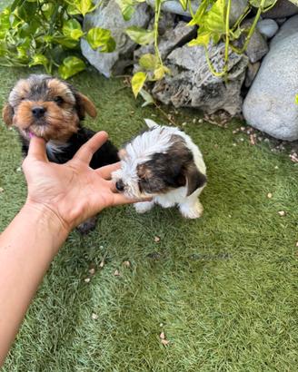 Yorkshire Toy cuccioli