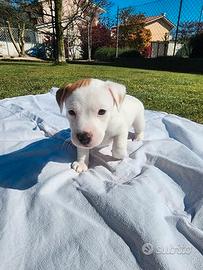 Cucciolo di Jack Russell