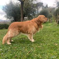Golden Retriever per MONTA