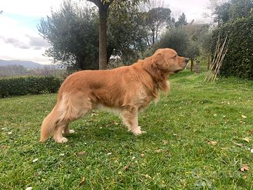 Golden Retriever per MONTA