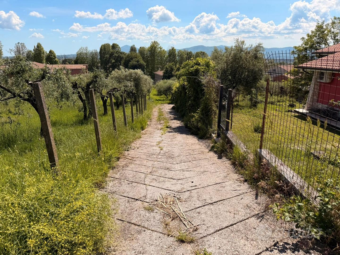 Terreno agricolo con uliveto - Vista 3