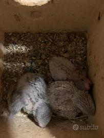 Pappagalli cocoriti da imbecco colorati