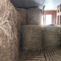 fieno 1° e 2° taglio