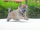 cucciolo-di-shiba-inu-fulvo