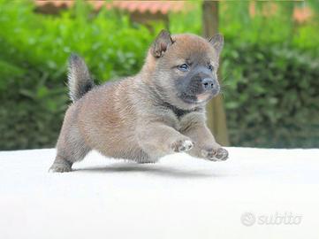 Cucciolo di Shiba Inu Fulvo