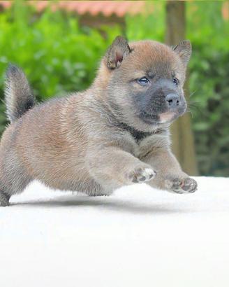 Cucciolo di Shiba Inu Fulvo