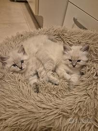 Gattine