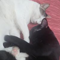 Adozione coppia di gatti
