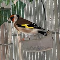 Cardellini nostrani e major