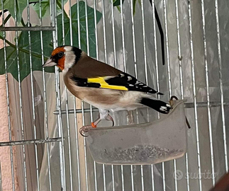 Cardellini nostrani e major