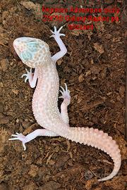 Geco leopardino Galaxy albino