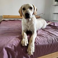 Meticcio simil Labrador