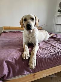 Meticcio simil Labrador