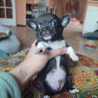Chihuahua taglia piccola