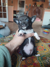 Chihuahua taglia piccola