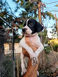 Cucciolo di Pointer