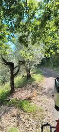 Uliveto Genazzano